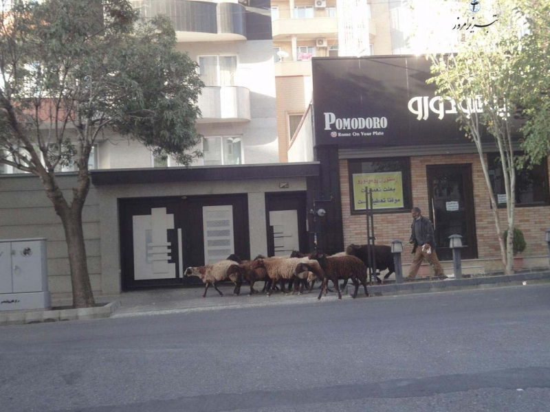 چوپان  تبریز ولی عصر